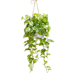 Glamorous Fusion Pothos Bush in Hanging Planter - Artificial Flower Arrangements and Artificial Plants