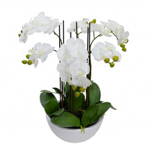 Load image into Gallery viewer, 55CM PHAL ORCHID IN WHITE POT
