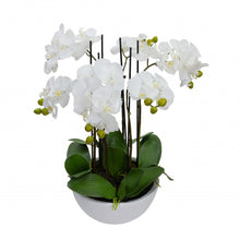 Load image into Gallery viewer, 55CM PHAL ORCHID IN WHITE POT
