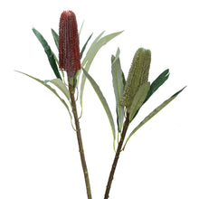 Load image into Gallery viewer, Pencil Banksia
