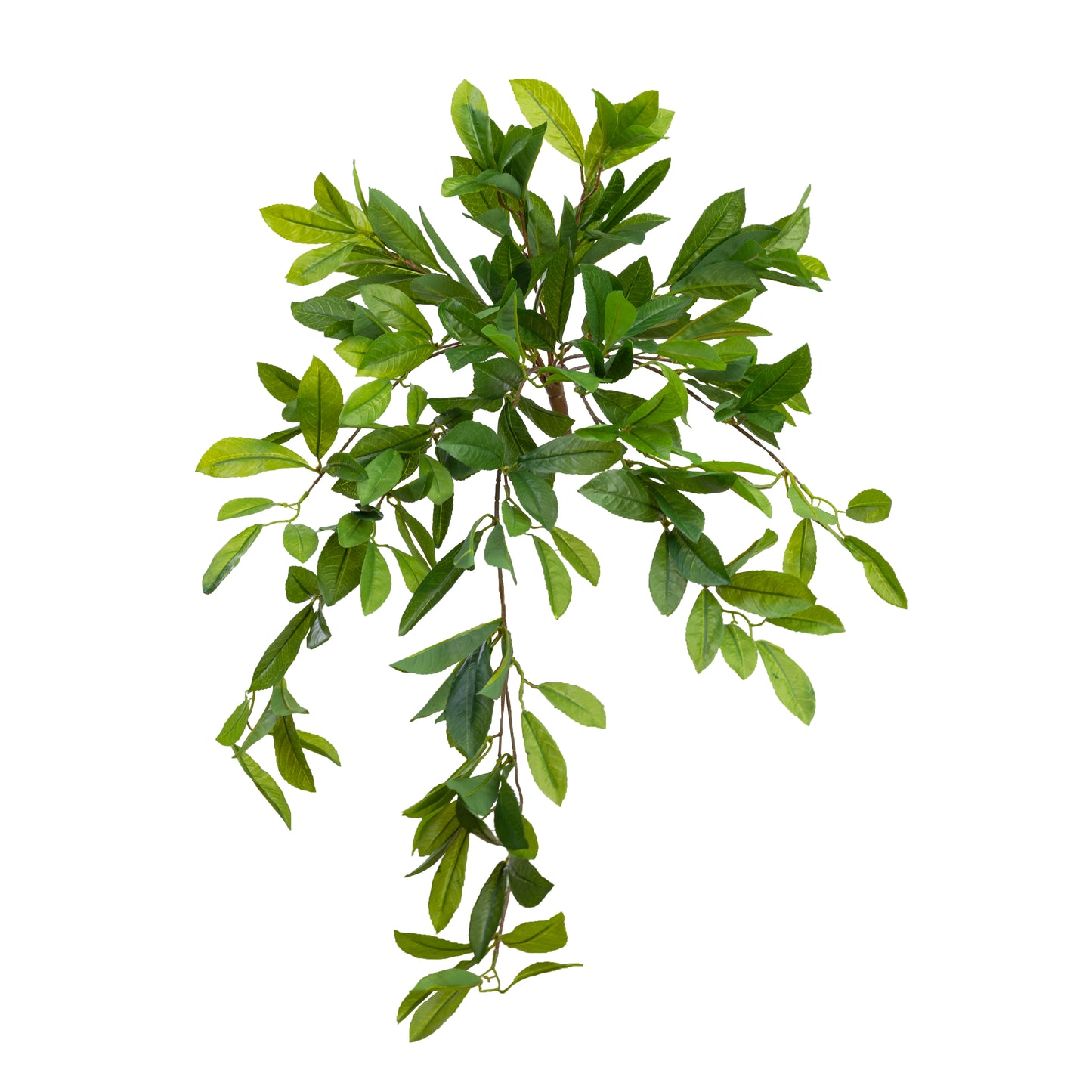 Laurel Leaf Hanging Bush