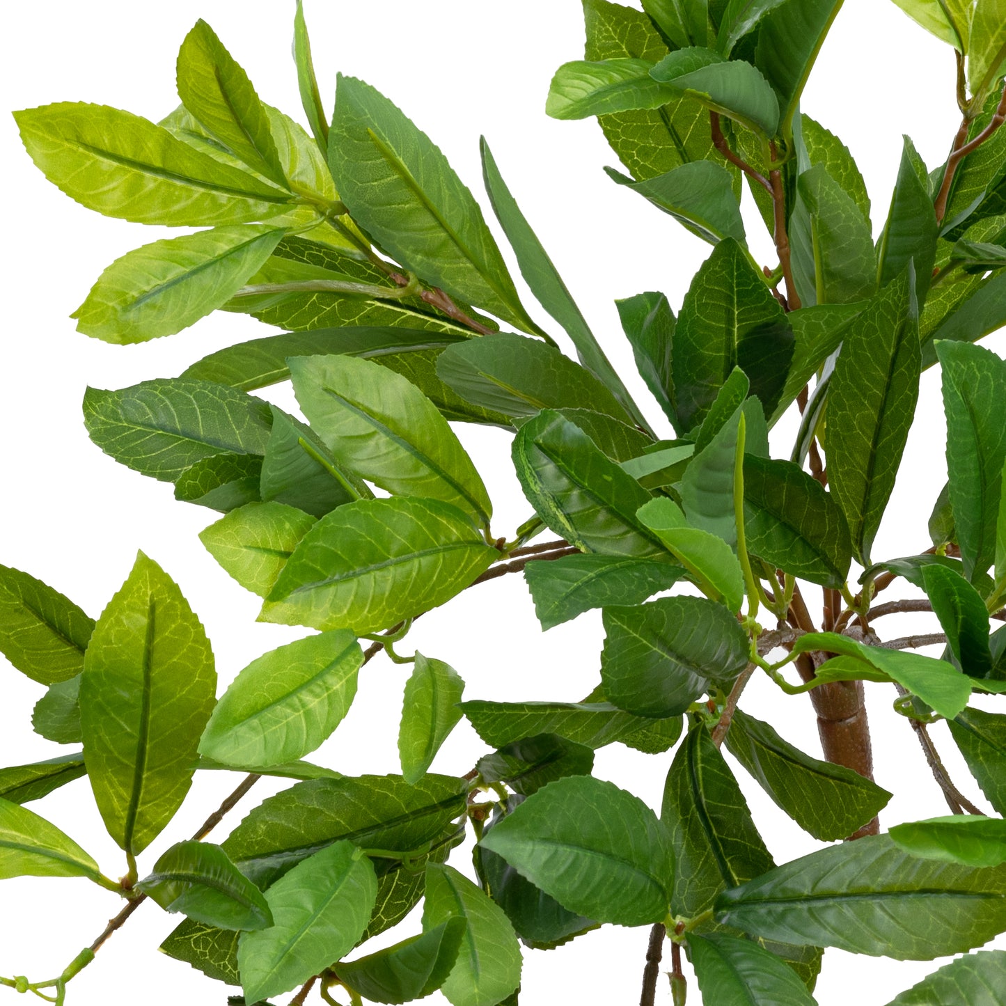 Laurel Leaf Hanging Bush