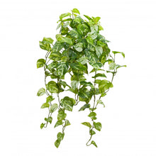 Load image into Gallery viewer, Marble Pothos Hanging Bush with V-line
