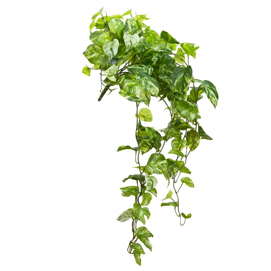 Marble Pothos Hanging Bush with V-line