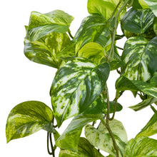 Load image into Gallery viewer, Marble Pothos Hanging Bush with V-line
