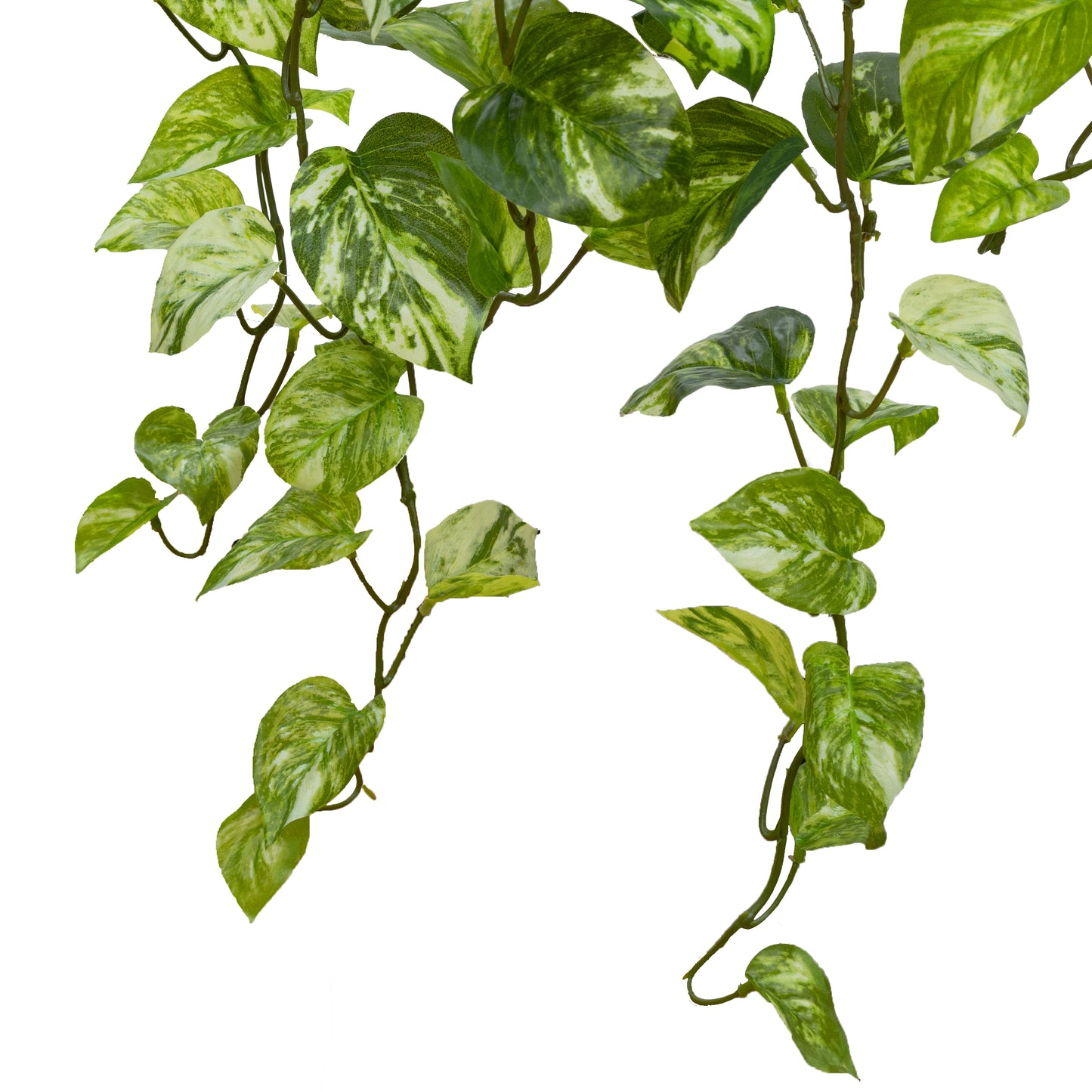 Marble Pothos Hanging Bush with V-line