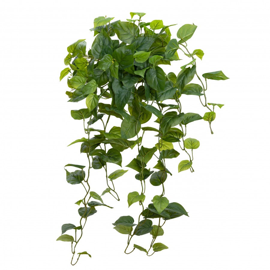 Philodendron Hanging Bush