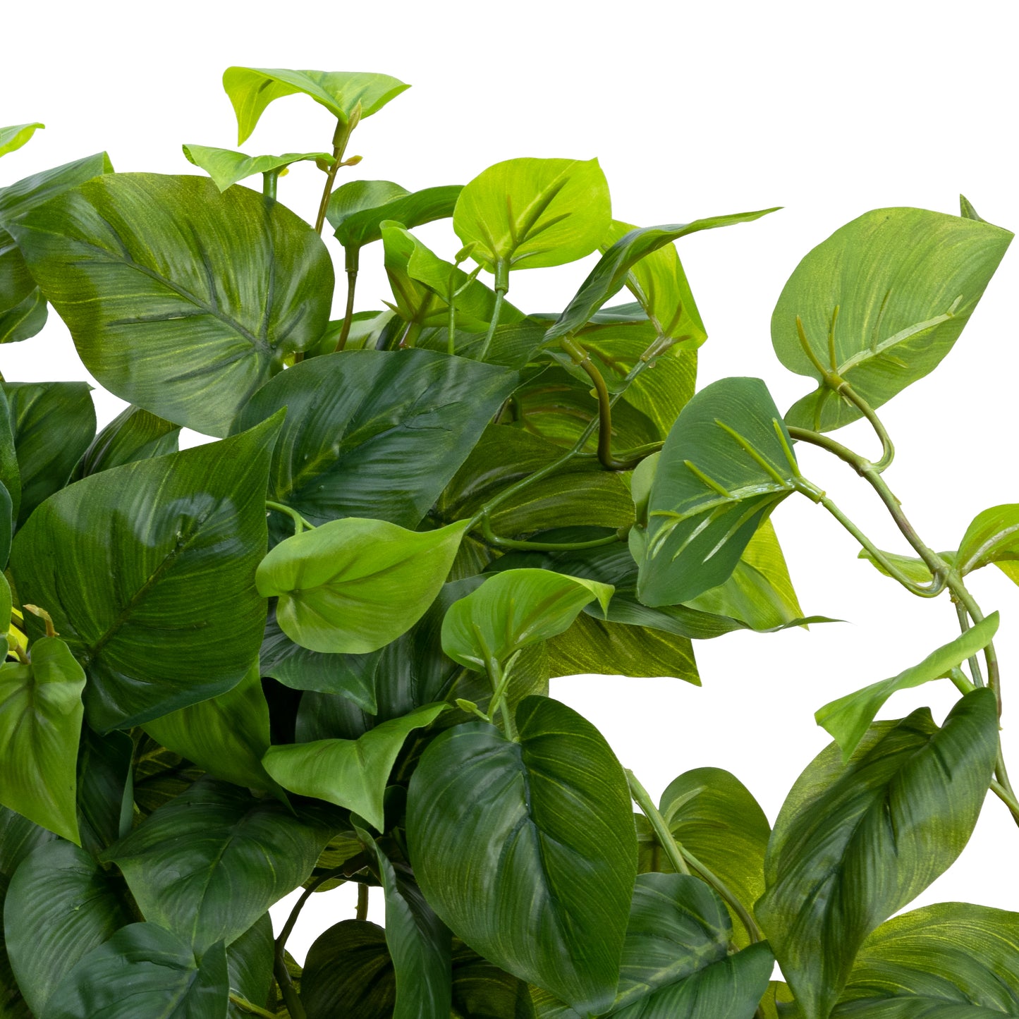 Philodendron Hanging Bush