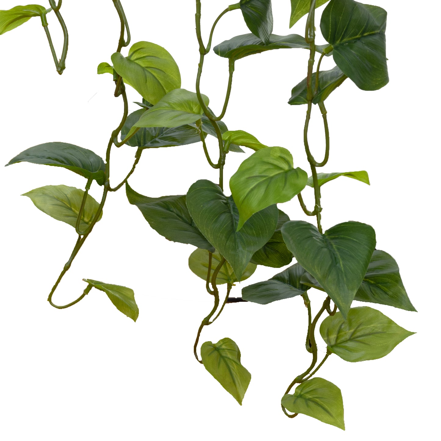 Philodendron Hanging Bush